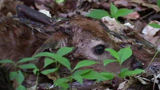 Too cute! Newborn baby deer in the forest