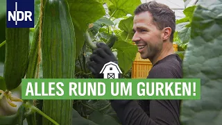 Schlank, knackig, grün: Gurken vom Anbau bis zum Einlegen | Die Nordreportage | NDR