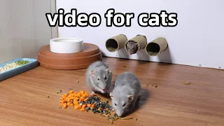 Cat TV😺Video for Cats to Watch🐱Cat Games😺Rats Hide and Seek🐱