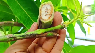 Banana Natural Hormone Homemade For Cutting Mango Trees | Best Natural Hormone