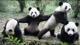 Panda Funny Moment Videos 🐼 Panda is like a Big meatball that keeps wrestling 🐼 Panda Video