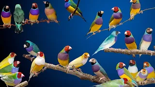 Difference Between Male And Female Gouldian Finches.