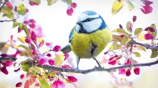 Relaxing Spring Music - Calm Piano with Birds Nature Sounds