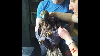 Un Aigle royal sauvé de la noyade