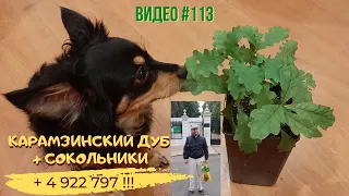 #113 Карамзинский дуб + Сокольники + 4 922 797