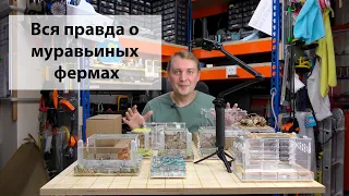 Что такое муравьиная ферма?