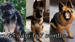 German Shepherd Puppy Growing up from 45 Days to 7 Months | Sami Long Coat GSD Puppy Transformation