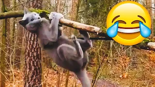 Funniest Cat Fails Compilation - Funniest Cat Videos || PETASTIC 🐾