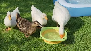 Goose and Ducks Goes to Drink Water