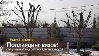 Поллардинг: обрезка вязов весной