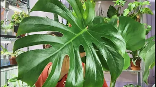 Monstera Storytime | Dealing with Thrips & Different Methods I Tried