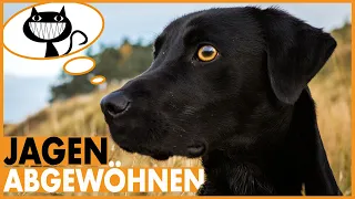 Hund Jagdtrieb abgewöhnen I Hund jagt Katze Jogger oder Wild I Jagdtrieb bei Hunden umlenken