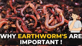 Why Earthworms are Important | Soil Engineers Of The Planet