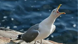 seagull call