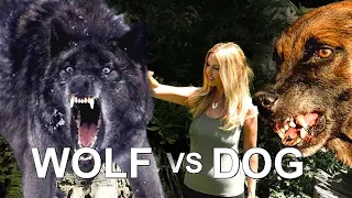 WOLF VERSUS DOG - Who would win?