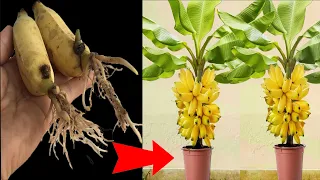 Unique banana propagation technique using aloe vera, stimulating the plant to grow strongly