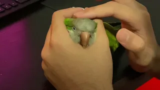 Parrot Getting A Relaxing Massage