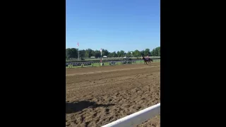 Horse on the loose at Saratoga
