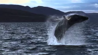 Whale watching - Eyjafjörður - Iceland