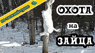 Охота на зайца. Нужна приманка.