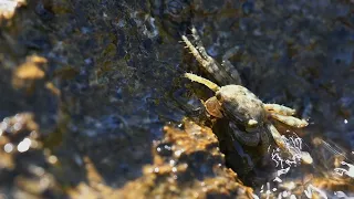 Baby crab