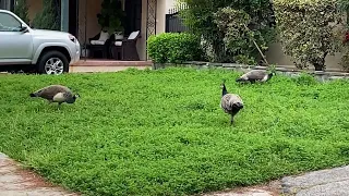Biggest Bunch of Peacocks, Peahens, and Peachicks I've Seen in Months!