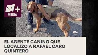 Max, el perro que ayudó en la detención de Caro Quintero - N+Prime