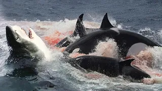 Whales and even Sharks are afraid of these Dolphins! Orcas are the real wolves of the ocean!