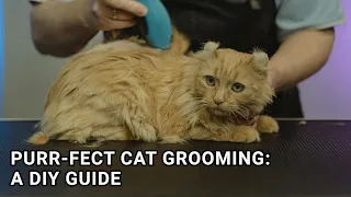 Purr-fect Cat Grooming: A DIY Guide