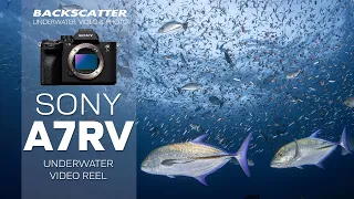 Sony A7R V Underwater Video Reel | 4K 60p Sample Test Footage #underwatervideo #sonyalpha