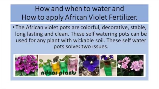African Violet Pots Dale, TX - Self Watering Pots