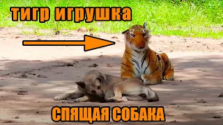Тигр Игрушка Против Собак и людей смешно😂🤣