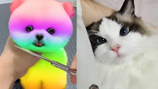 Tik Tok Chó Phốc Sóc Mini 😍 Funny and Cute Pomeranian277.1