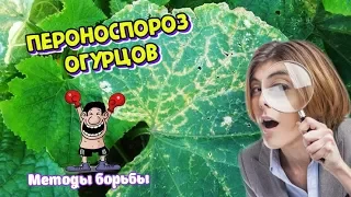 Пероноспороз огурцов 🎯 Методы борьбы