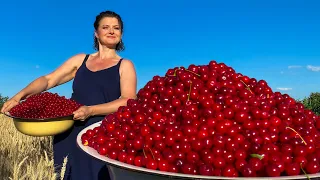 Надзвичайний  вишневий соус до м'яса і смачне варення з дитинства на зиму