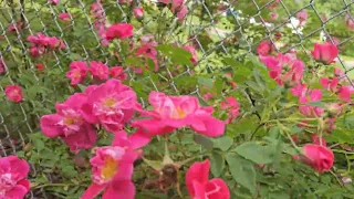 Updates on what's still blooming and new blooms in my gardens. Excited! Almost strawberry season 🍓!