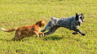 Hilarious Cat CHASES Dog ðŸ˜¯Funny Dog And Cat moments for a good mood!