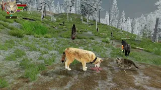 Wolf Quest Anniversary Edition: Dawn's Puppies, Episode 16, Quick recover & coyote attack!