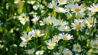 Footage — Field of daisies. Daisies in the field. Footages (footage) beautiful nature [FullHD]