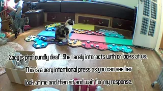 Deaf Cat Greets Mom with Buttons!