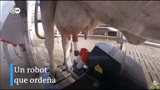 Conoce a los robots ordeña vacas