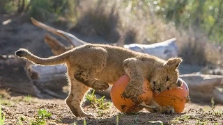 Pumpkin Playtime at Lion Camp