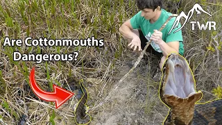 How Dangerous Is The Florida Cottonmouth?