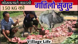 Big Pig / Nepali Village  Bangin Ilam /pork cutting  / pig  cutting Pig Meat...