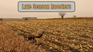 Late Season Pheasants 2024