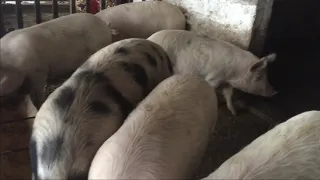 Вес свиней в 5 месяцев ) поцелуй рябчика 😁