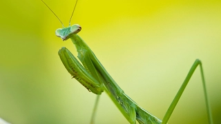 Богомол (Mantis religiosa)