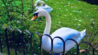 Львов /Стрыйский парк / Великолепные лебеди /Lviv /Stryiskyi park/ Beautiful swans