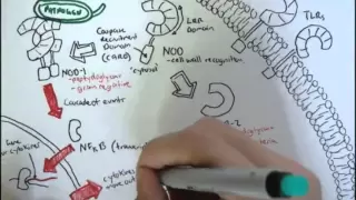 Immunology   Innate Immunity (NOD Like Receptors)