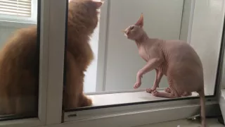 сфинкс драка,sphinx vs persian cat. Fight.